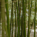 Bamboo